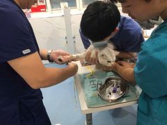 -伟伟宠物医院·CT影像中心·瑞派犬猫综合性门诊(汉口总院)