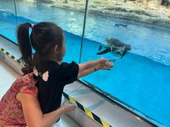 -帝企鹅自助餐厅•儿童岛•真企鹅(长隆企鹅酒店)