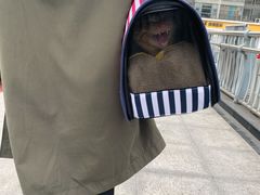 -半岛宠物医院24小时(科华中路店)