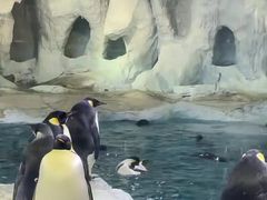 -海合安武汉极地海洋公园