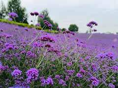 -紫颐香薰山谷景区