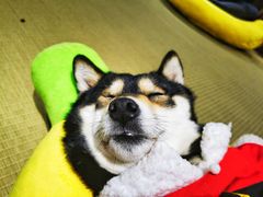 -逗柴咖啡屋·狗咖猫咖宠物桌游