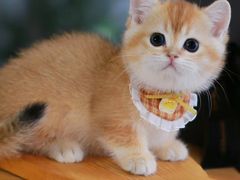 -欣宠猫屋·矮脚拿破仑·蓝金金渐层