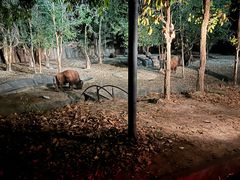 -清迈夜间动物园