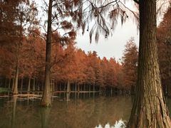 -大莲湖农家乐(青西郊野公园店)