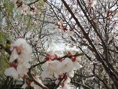 -桃花堤公园