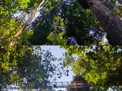 -西双版纳原始森林公园