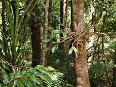 -热带雨林自然公园