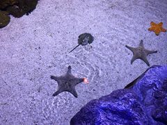-暹罗海洋世界