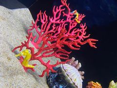 -欢乐海岸海洋奇梦馆