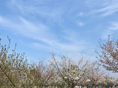 -天王浮山樱花园
