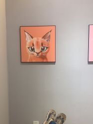 -洗脸猫·洗脸吧