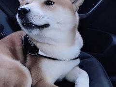 -贝贝宠物乐园(常青花园店)