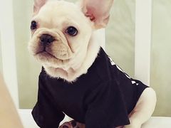 -萌宠之家·腊肠犬·马尔泰·小体犬舍
