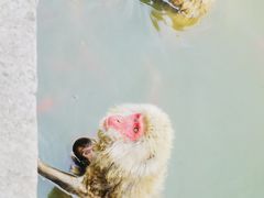 -合肥野生动物园