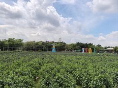 -广东花都香草世界旅游度假区
