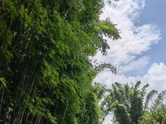 -云南勐巴娜西珍奇园