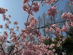 -上海滨江森林公园