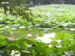 -紫竹院公园冰场