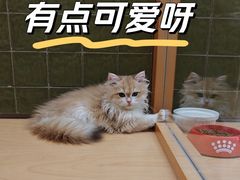 -帕帕拉兹宠物(亚洲旗舰店)