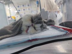 -达爱动物医院·犬猫分区·CT·复杂眼科(远洋山水分院)