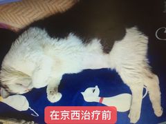 -西安京西宠物医院·瘫痪·疑难杂症