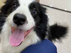 -瑞鹏宠物医院犬猫全科(真大分院)