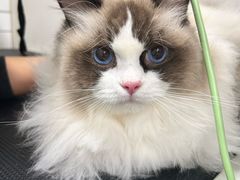 -瑞派宠物医院·犬猫全科·猫友好(宾水西道店)