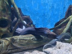 -合肥海洋世界