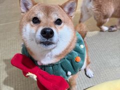 -逗柴咖啡屋·狗咖猫咖宠物桌游