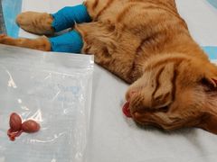 -艾吉宠物医院·疑难杂症转诊中心·猫友好(碧江路院)