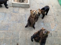 -西霞口神雕山野生动物世界