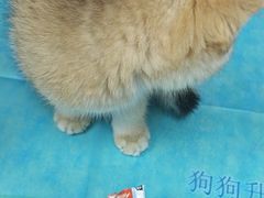 -瑞鹏宠物医院·眼科·皮肤·中兽医(大悦城分院)