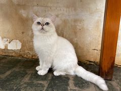 -喵屿·大理花园猫咖