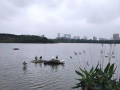 -海珠湖公园