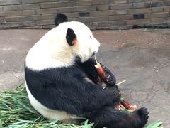 -都江堰中华大熊猫苑