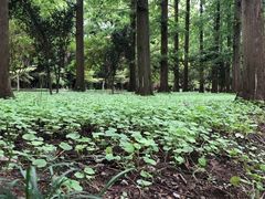 -东平国家森林公园