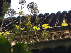 -秋霞圃