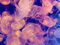 -烟台海昌鲸鲨海洋公园