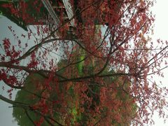 android_upload_pic-旺山景区