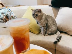 -啵啵喵·猫咖(攀华国际店)