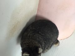 -浣熊柯尔鸭土拨鼠·电玩咖