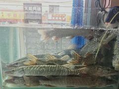 -煲来饱去冷水鱼