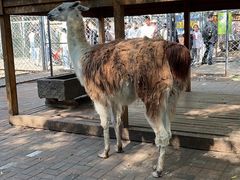 -长白岛森林公园