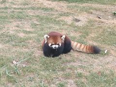 -泉州海丝野生动物世界