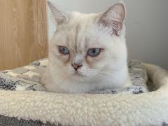 -猫腻·猫咖·撸猫馆(星光大道店)