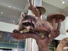 -more than meow吴止猫主题餐厅(承德 中船汇店)