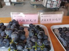 -白鹿原葡萄主题公园