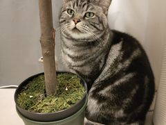 -平行世界·猫咖(首经贸店)