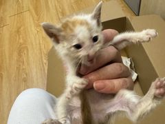 -安安宠医宠物医院·异宠·犬猫内科(岳阳分院)